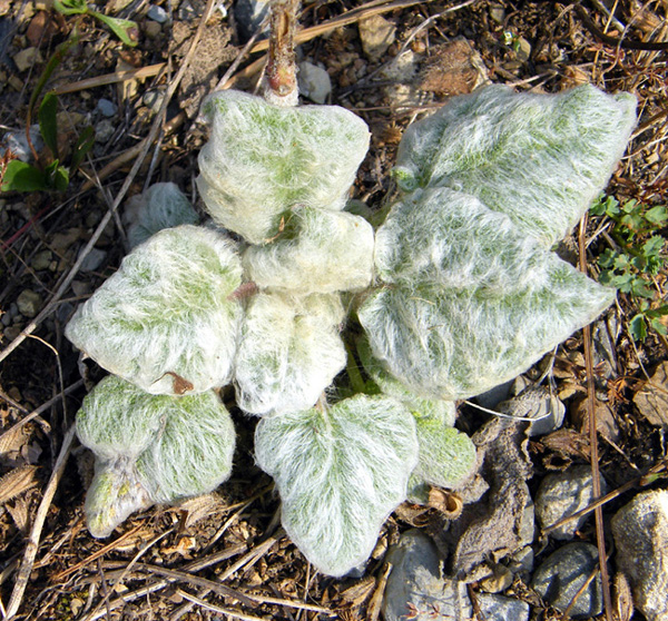 Senecio capitatus